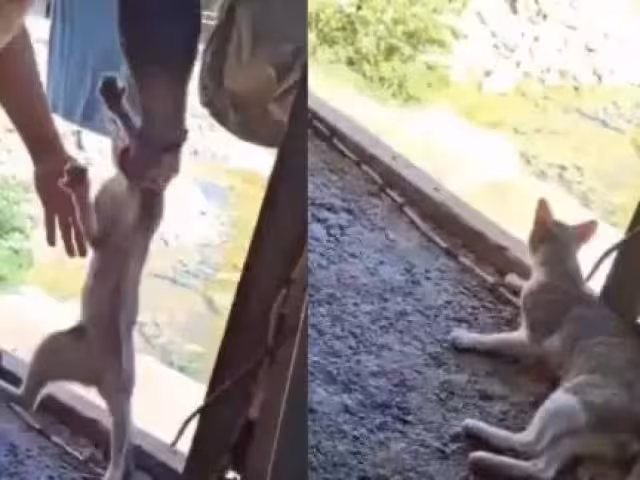 Justicia en Tulum: detenidos dos presuntos agresores de un gato tras video viral