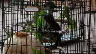 Mueren monos aulladores por calor extremo en Campeche   