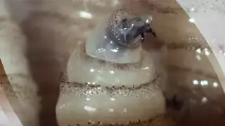 Así se ve el peligroso gusano barrenador que 'ataca' al ganado de la Península de Yucatán