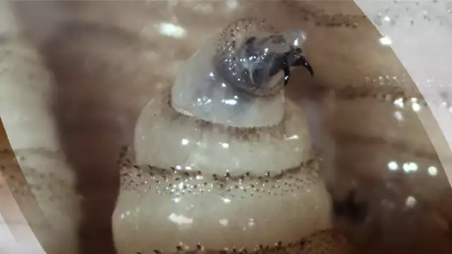 El gusano barrenador tiene una apariencia de tornillo.