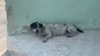 Aumentan 30% los casos de parvovirus en Ciudad del Carmen; llaman a vacunar  mascotas