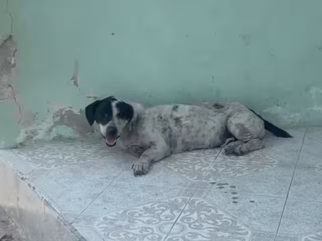 El calor es un factor que sirve para el desarrollo de la enfermedad, advierten expertos.