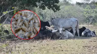 Precios del ganado se desploman en Campeche por gusano barrenador; urgen apoyo oficial