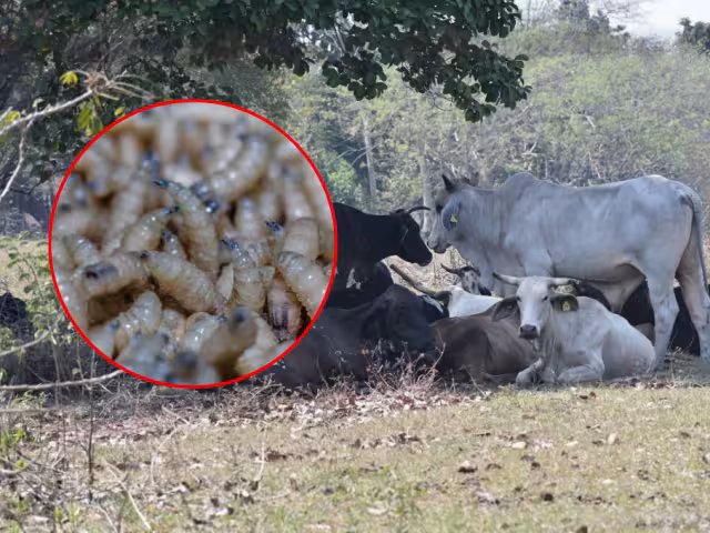 El cierre de frontera con Estados Unidos intensificó la crisis en el sector pecuario.