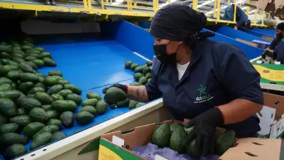 El presidente Andrés Manuel López Obrador aseguró que se garantizará la seguridad de los inspectores de aguacate estadounidenses El presidente Andrés Manuel López Obrador aseguró que se garantizará la seguridad de los inspectores de aguacate estadounidenses