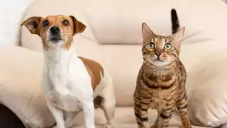 Primera Feria de la Mascota 2025 en Campeche: Habrá adopciones, vacunas y diversión familiar; conoce la fecha