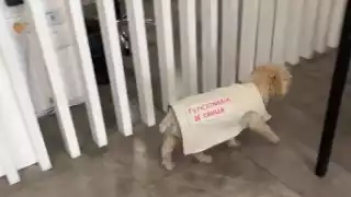 Elecciones 2024: Ella es Daisy, la perrita funcionaria que vuelve locos a los ciudadanos en Puebla