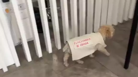 Daisy, la perrita funcionaria que enamora en estas Elecciones 2024 Daisy, la perrita funcionaria que enamora en estas Elecciones 2024