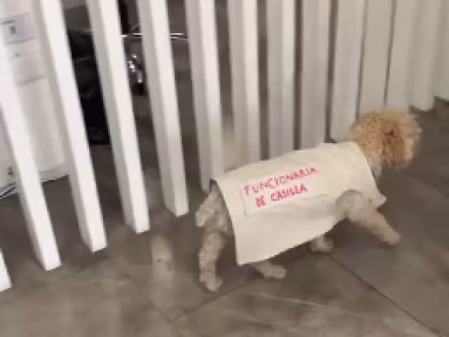 Daisy, la perrita funcionaria que enamora en estas Elecciones 2024