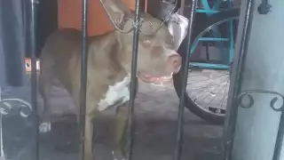Brutal ataque de un perro a niñas estremece a Playa del Carmen mientras se abre debate legal