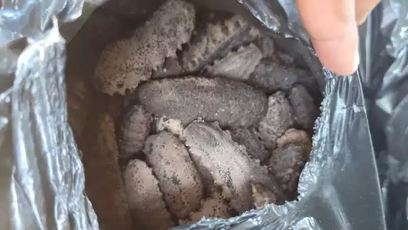 Agentes de la SSP aseguran 203 kilos de pepino de mar en Mérida