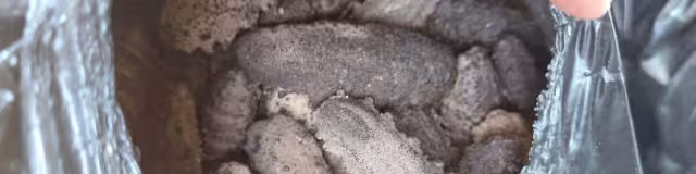 Agentes de la SSP aseguran 203 kilos de pepino de mar en Mérida