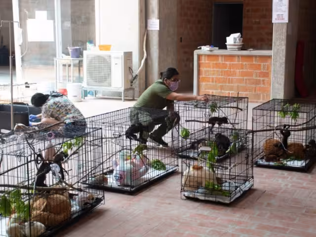 Especialistas brindan cuidados a monos aulladores enfermos