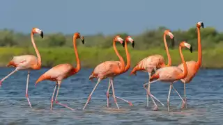   Atropellan a un flamenco en carretera de El Cuyo  