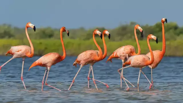  Solicitan a conductores reducir la velocidad para evitar lastimar a los flamencos