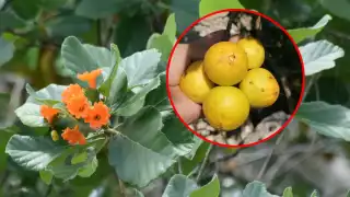 Las poblaciones silvestres del ciricote se encuentran disminuyendo