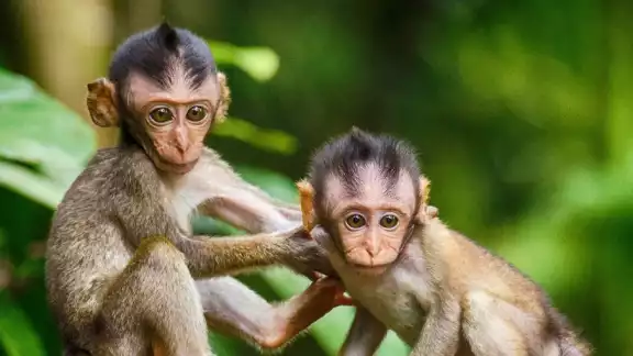 Especialistas han atendido a monos en el sureste mexicano Especialistas han atendido a monos en el sureste mexicano