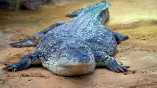 Pescadores de Sisal alertan a vacacionistas por presencia de cocodrilos en el Puerto 