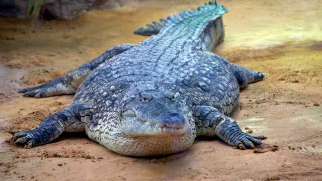Pescadores de Sisal consideran necesario que se alerte al turismo sobre la presencia de cocodrilos en el puerto