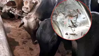 Registran nuevo caso de gusano barrenador en Chetumal