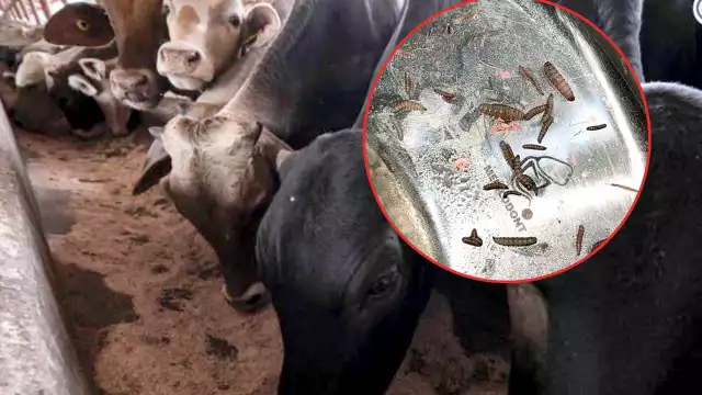 Exhortan a los productores a no bajar la guardia y, por el contrario, mantener los monitoreos constantes a sus animales y estar pendientes de los avisos