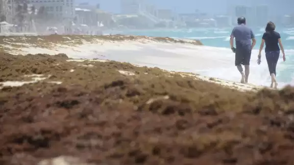 El sargazo es un tipo de planta marina que sirve de hogar y alimentación para especies marinas El sargazo es un tipo de planta marina que sirve de hogar y alimentación para especies marinas