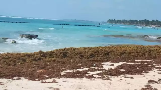 El sargazo comienza a llegar a la costa de Mahahual