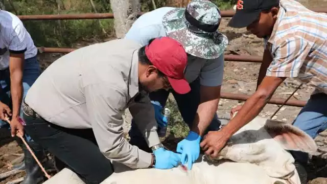Para evitar pérdidas, los productores acuden a talleres para conocer más sobre el gusano barrenador