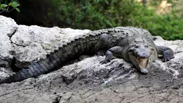 Durante agosto se registró el avistamiento de un cocodrilo en el Área del Malecón de Campeche y el resguardo de una cría de manatí en Palizada