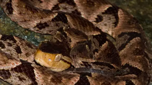 No se debe intentar capturar o matar a la serpiente No se debe intentar capturar o matar a la serpiente