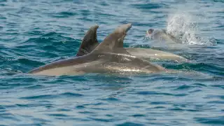 Captan a delfines cerca  de la orilla en el Puerto de Progreso   