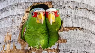 En algunos sitios del centro histórico y en la zona norte, se reporta mayor actividad de loros