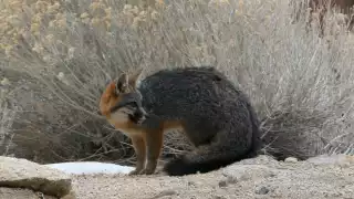 Reportan otra muerte de zorro gris por atropellamiento al norte de Mérida 