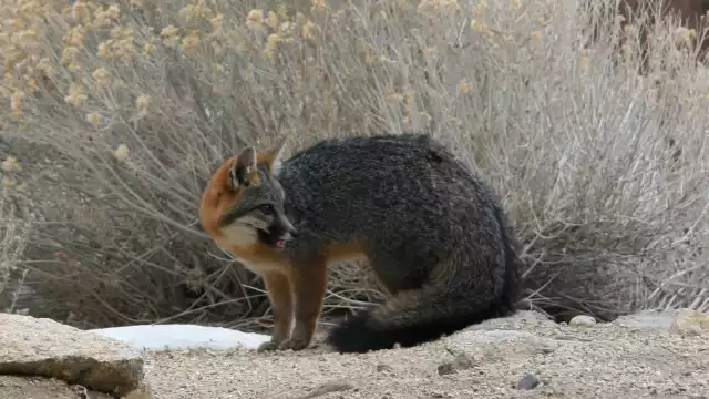 El zorro gris se refugia en los terrenos baldíos de la zona norte de la ciudad