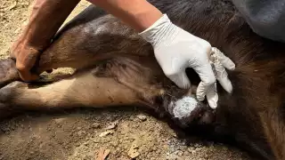 Campeche en alerta epidemiológica por brote de gusano barrenador en humanos