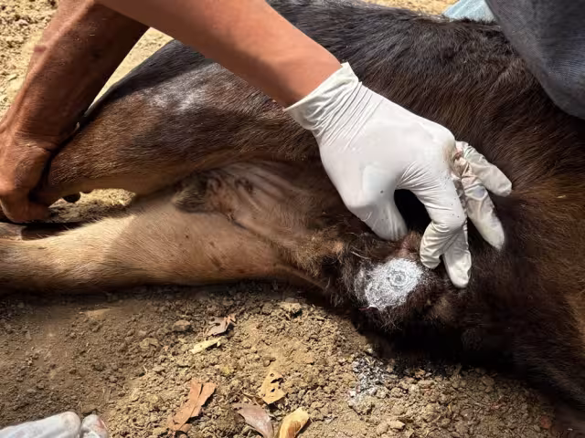 La recomendación es revisar todos los días a los animales y medicarlos en caso de estar lastimados.