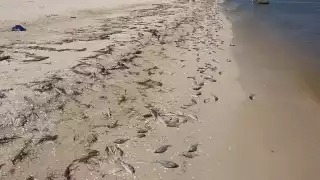 Última marea roja en Yucatán considerada la más agresiva y tóxica: Cinvestav   