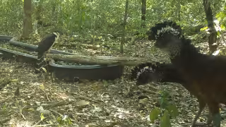 Llegaron por agua: Cámara trampa logra captar especies emblemáticas de Calakmul pocas veces vistas