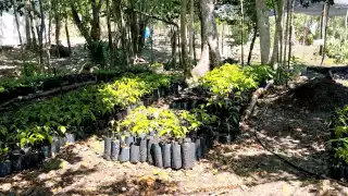 Productores de Kantunilkín enfrentan la sequía sin pozos y sistemas de riego 