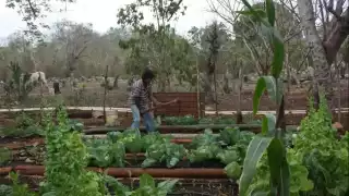  Científicos del CICY desarrollan tecnología para proteger cultivos del calor extremo