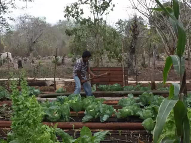 Esta innovación benefi ciaría a productores de frutas y verduras
