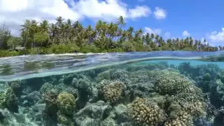 Campeche contará con una nueva Área Natural Protegida para preservar los arrecifes de coral 