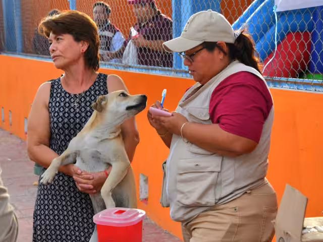 Solo el 40% de las mascotas en Ciudad del Carmen han sido vacunadas contra la rabia en 2025.