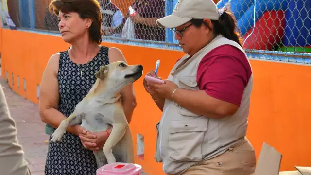 Solo el 40% de las mascotas en Ciudad del Carmen han sido vacunadas contra la rabia en 2025.