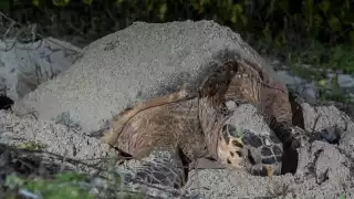 "¿De quién es la culpa?": Hallan a una tortuga sin vida con herida de hélice en Telchac Puerto    