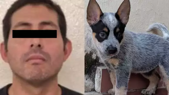 Ferdinando “N” fue detenido en Ciudad del Carmen por su presunta participación en un caso de crueldad animal ocurrido en Yucatán. Ferdinando “N” fue detenido en Ciudad del Carmen por su presunta participación en un caso de crueldad animal ocurrido en Yucatán.