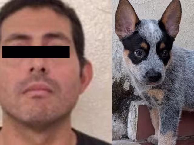 Ferdinando “N” fue detenido en Ciudad del Carmen por su presunta participación en un caso de crueldad animal ocurrido en Yucatán.
