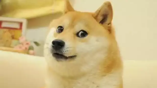 Los mejores memes de Kabosu, el perro viral de internet