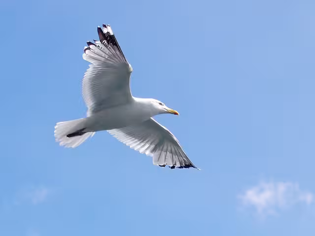Decenas de gaviotas sobrevolaron Valladolid