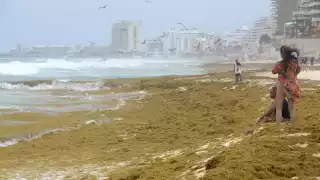 Sargazo en playas de Quintana Roo: ¿Por qué no se debe de tocar la macroalga?
